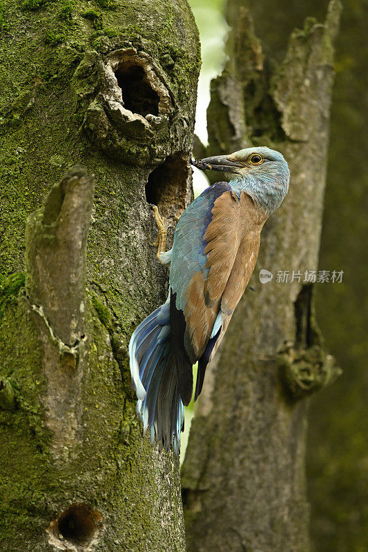 European roller at nest